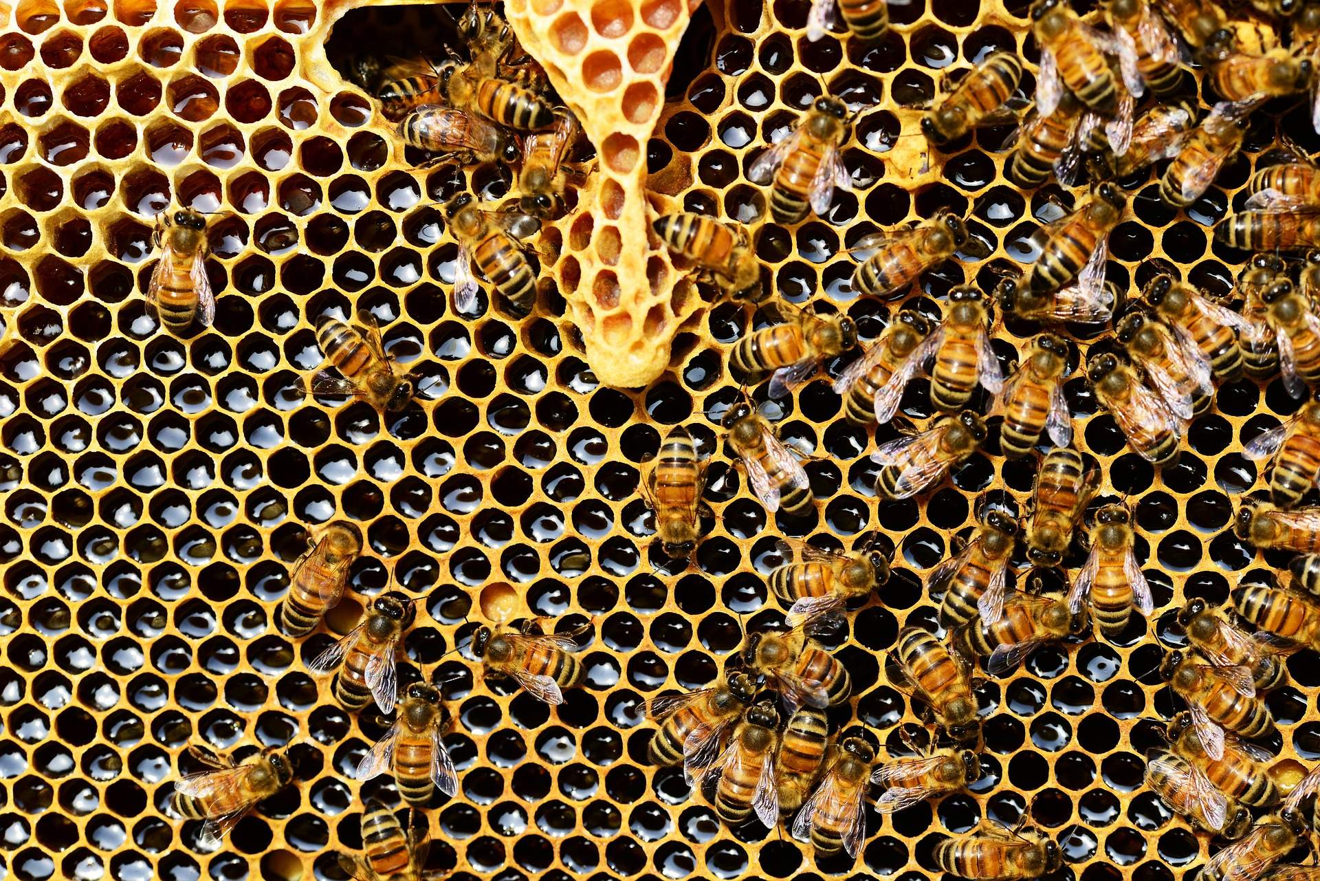 Bees from https://pixabay.com/en/queen-cup-honeycomb-honey-bee-337695/, CC0 Public Domain